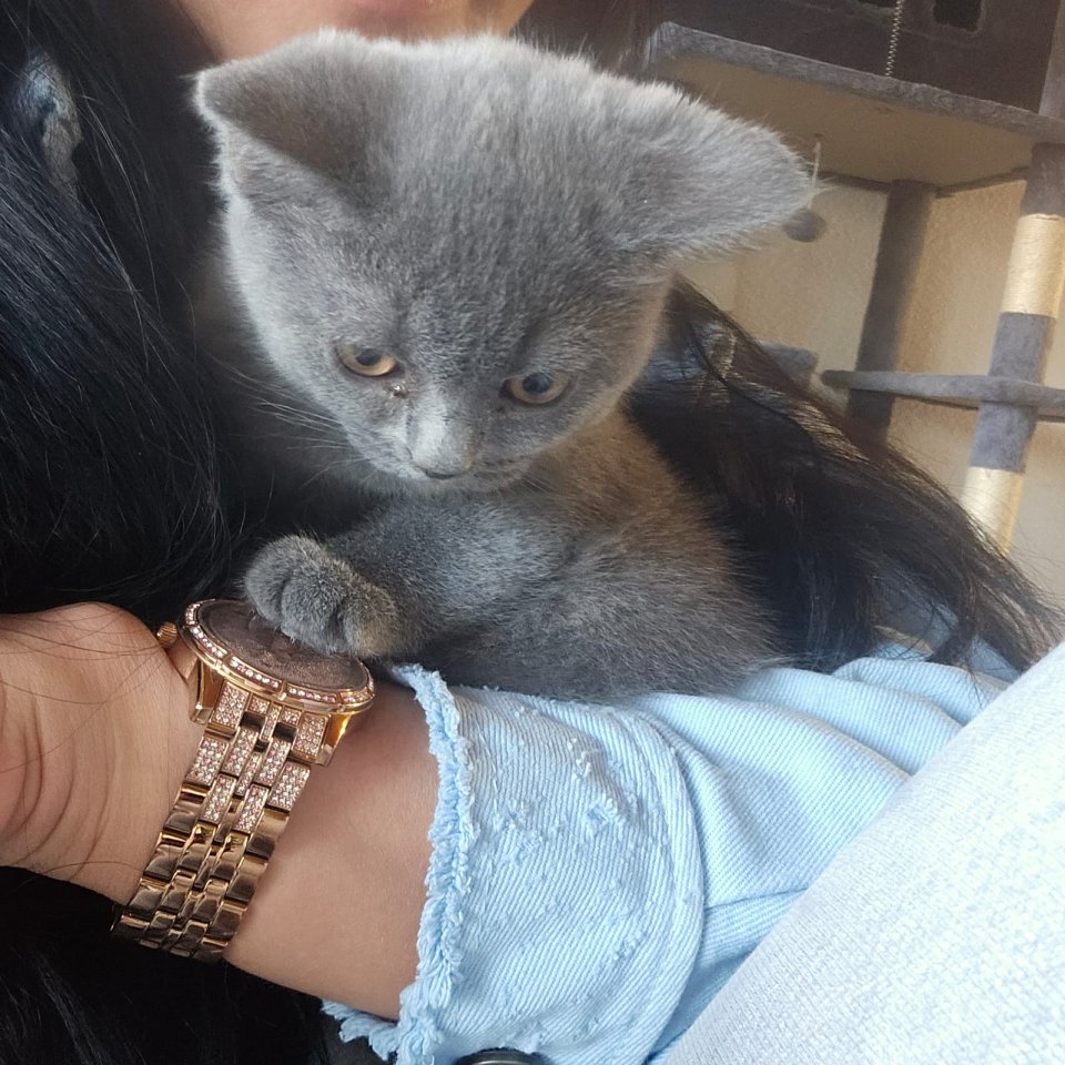 Britisch Kurz Haar Kater 3 Monate - British Kurzhaar - Viersen