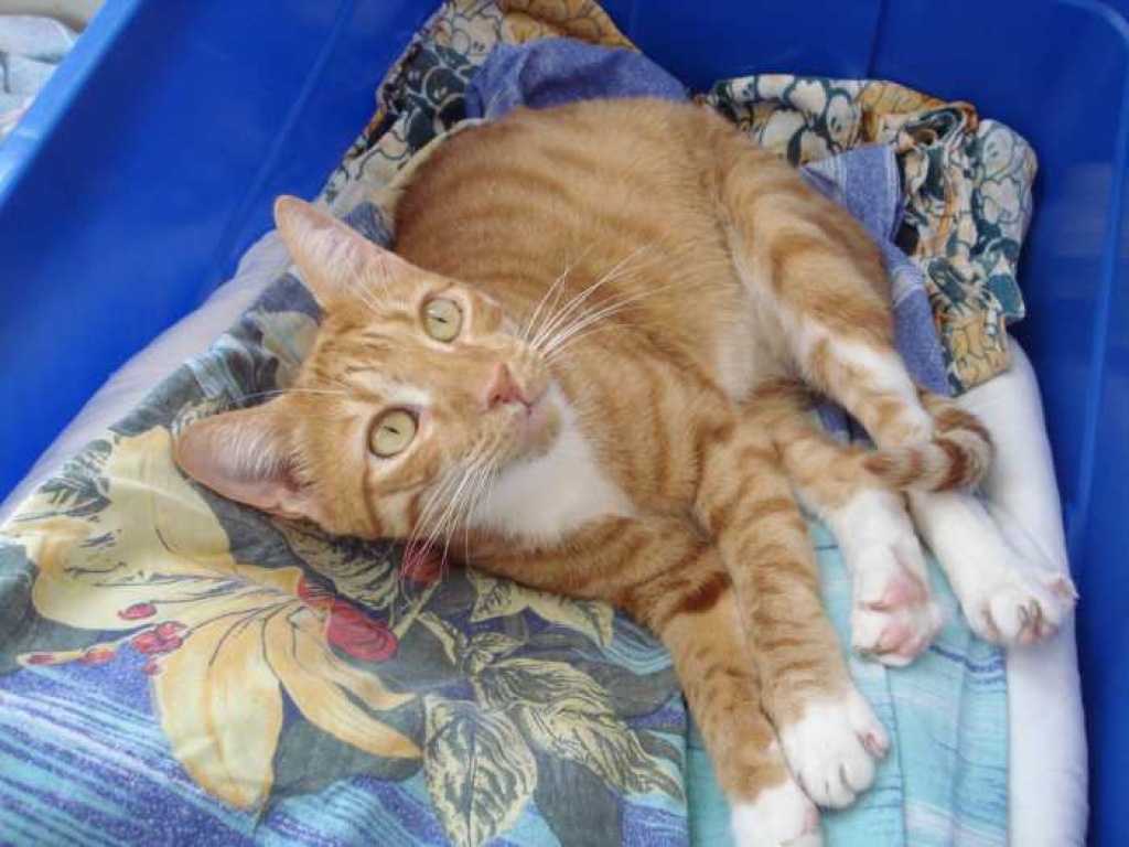 Boss, ausgeglichener, lieber, roter Kater! - Hauskatzen - Oberhausen