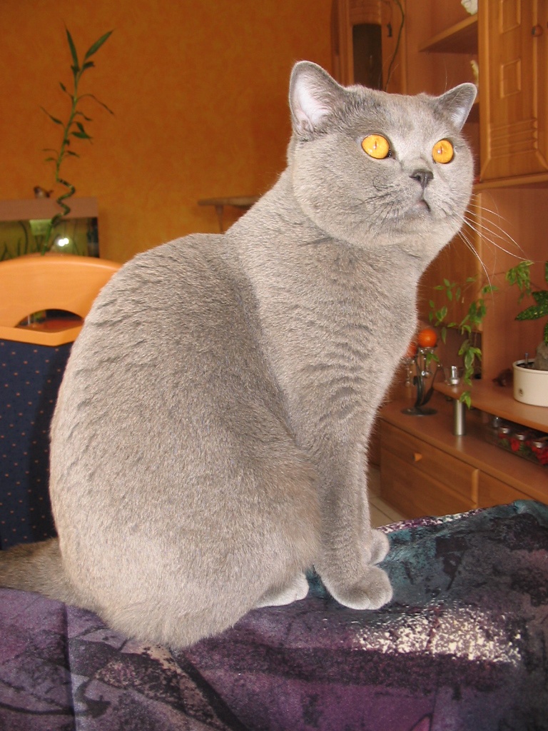 BKH Deckkater in blau - Deckkater - Lippstadt