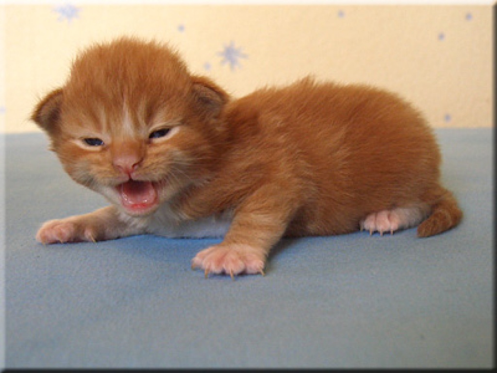Wir haben wunderschöne Maine Coon Kitten !!! - Maine Coon - Preußisch Oldendorf