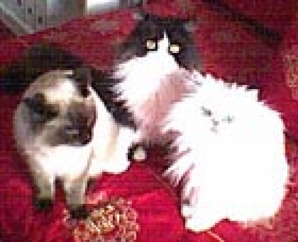Katzenbetreuung für München und Umgebung - Katzensitter - München
