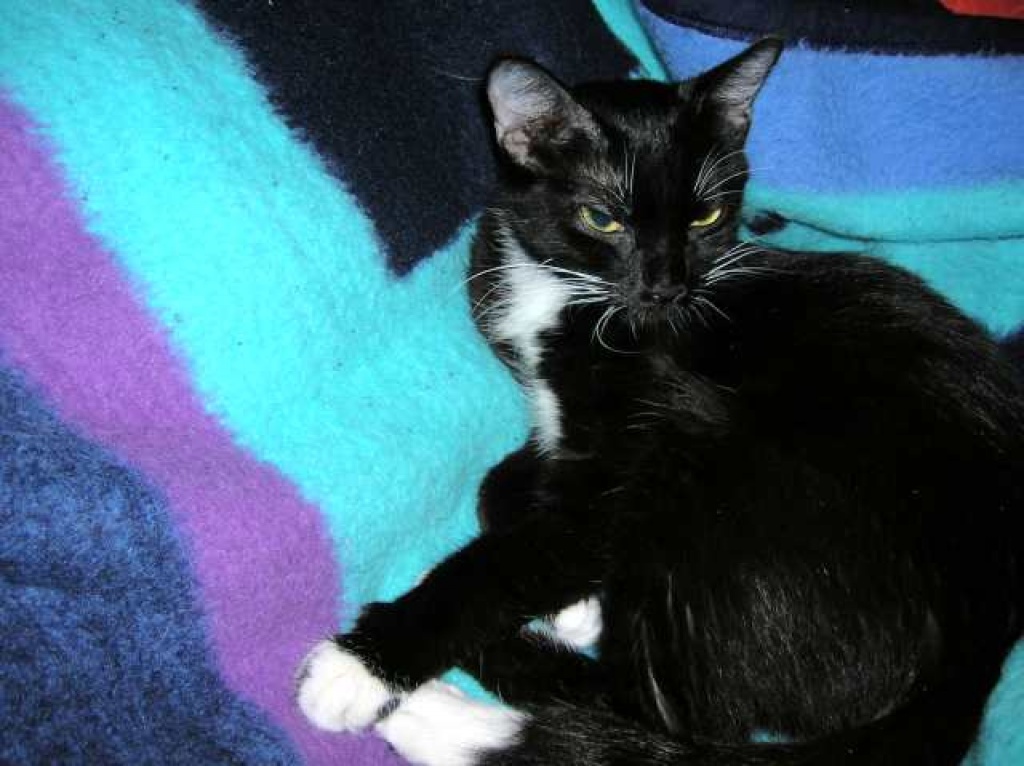 Notfall Gloria, war noch nie auf der Sonnenseite... - Hauskatzen - Oberhausen