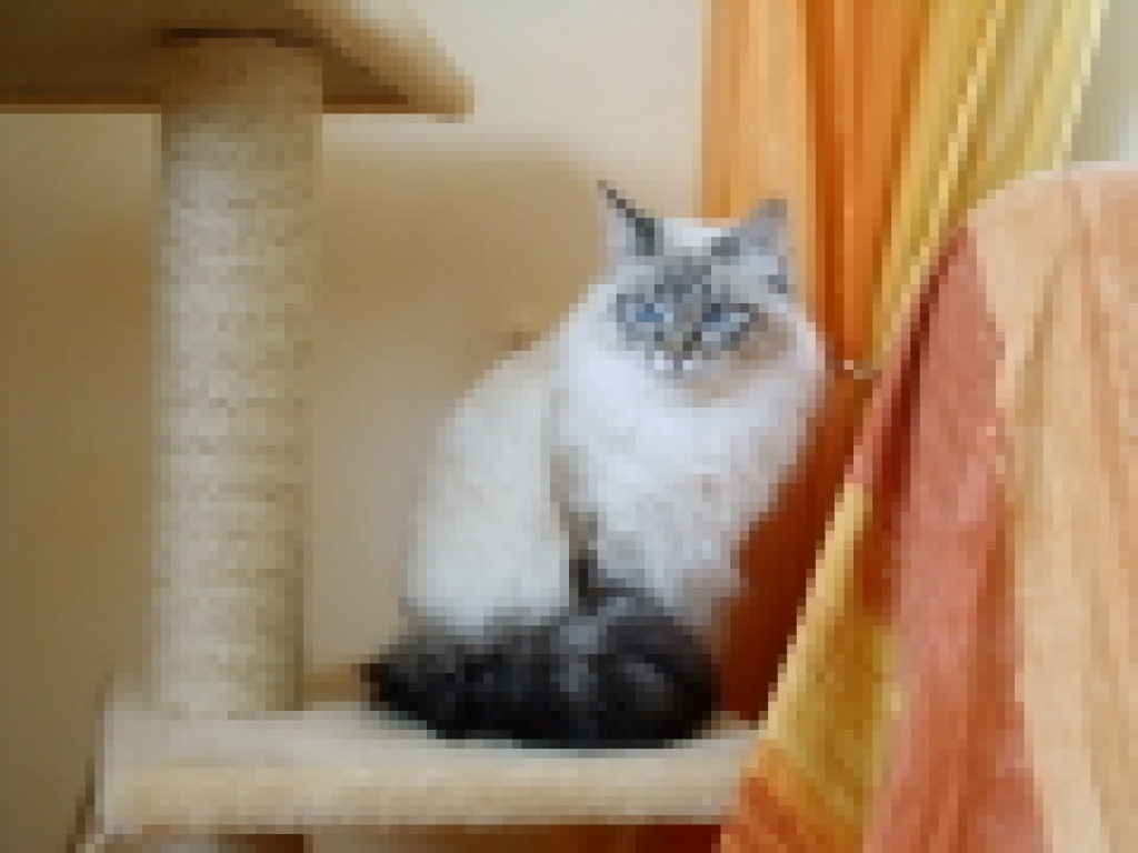 Arctic Shadows sib. Katzen Neva Masquarade Hobbyzucht - Neva Masquarade - Rüsselsheim