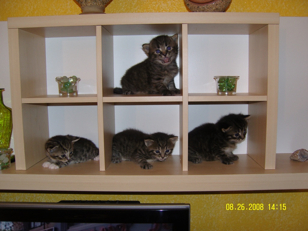 3 süse BKH+EKH mix Kitten suchen neues Zuhause - British Kurzhaar - Berlin