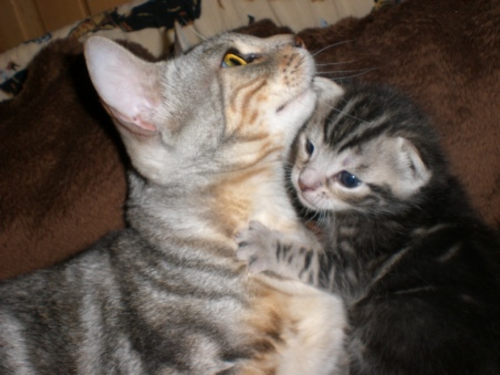 Bengal Babys - Bengal - Leverkusen