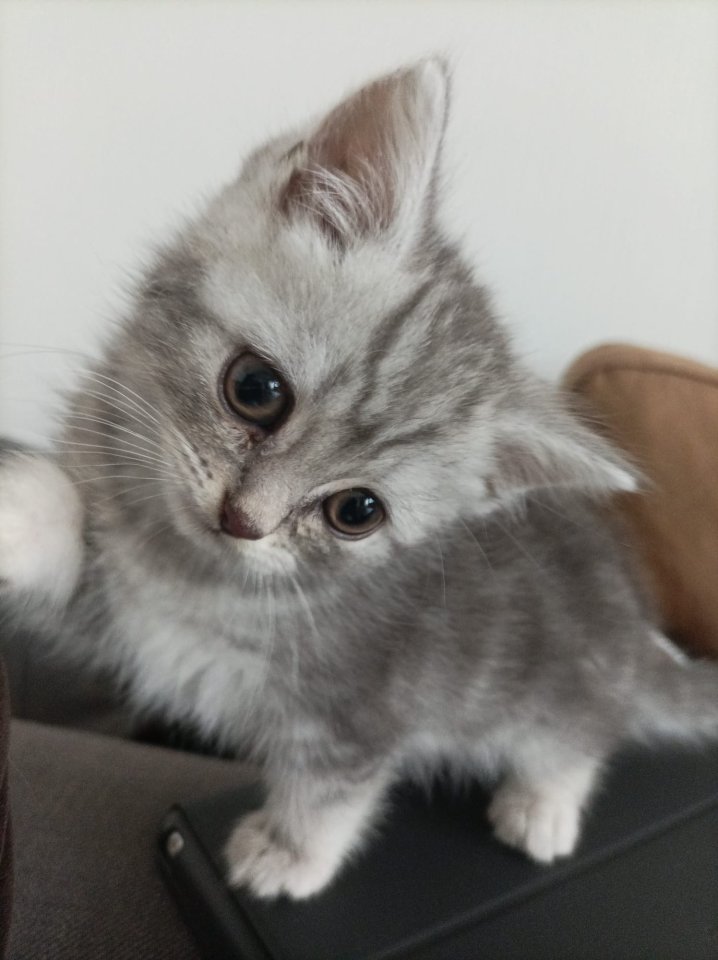 Britisch Kurzhaar BKH Kitten - Farbe: Blue White Tabby - British Kurzhaar - Albstadt