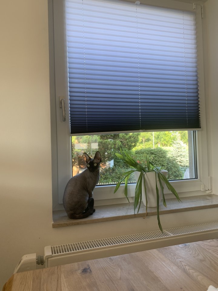 Sphynx mit Stammbaum - Sphynx - Chemnitz