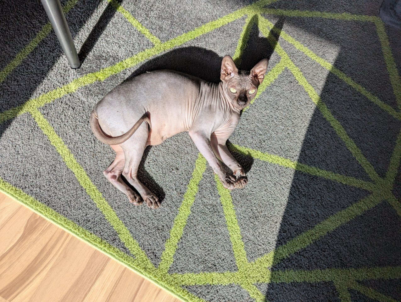 Sphynx Katze sterilisiert 2 Jahre alt - Hauskatzen - Dausenau