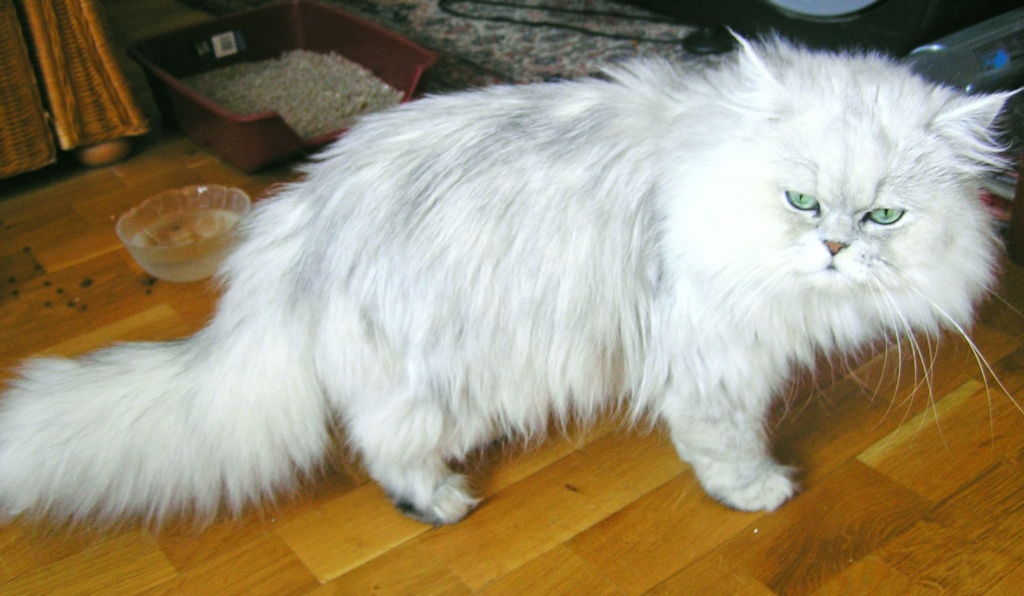 Perserdeckkater m. edlen Vorfahren (Dt.Champion) - Deckkater - Mannheim