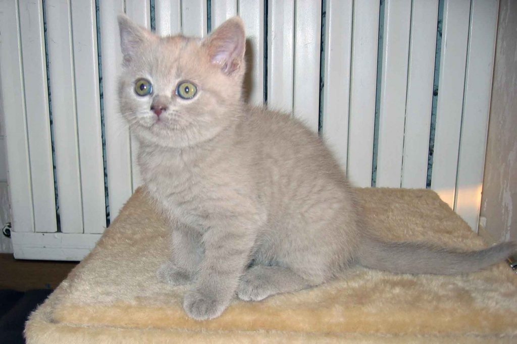 Reinrassige supersüße BKH Kitten - British Kurzhaar - Kempten Allgäu