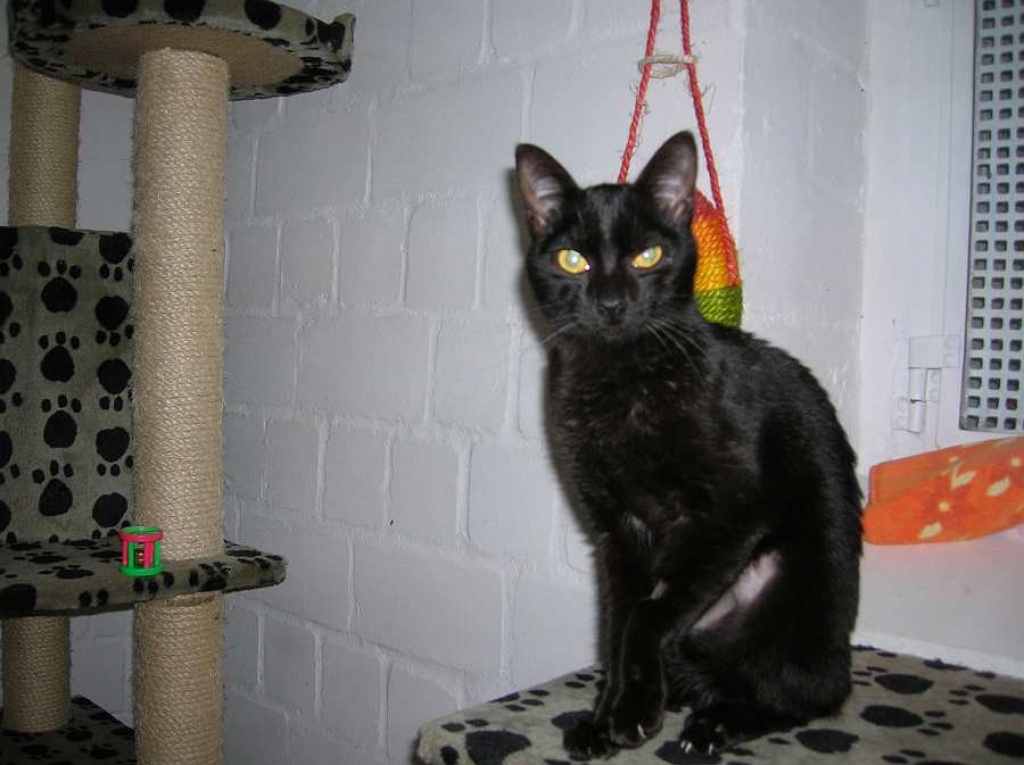 Samira, das ist keine normale Katze… - Hauskatzen - Oberhausen