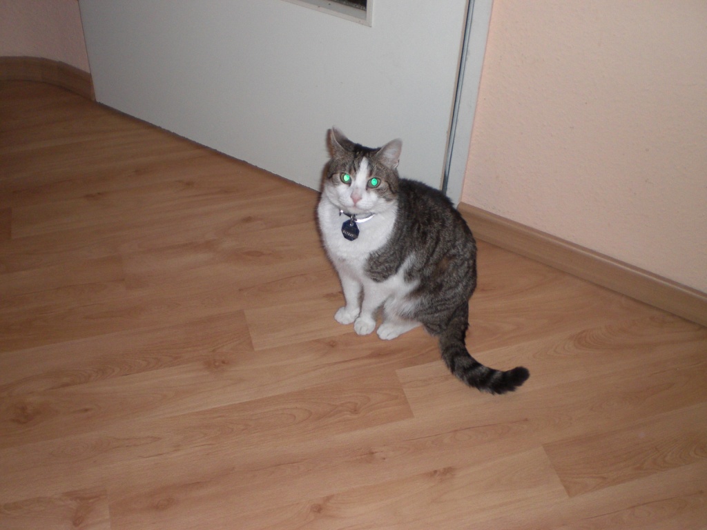 2 Kater suchen liebevolles zu Hause - Freigaenger - Marburg