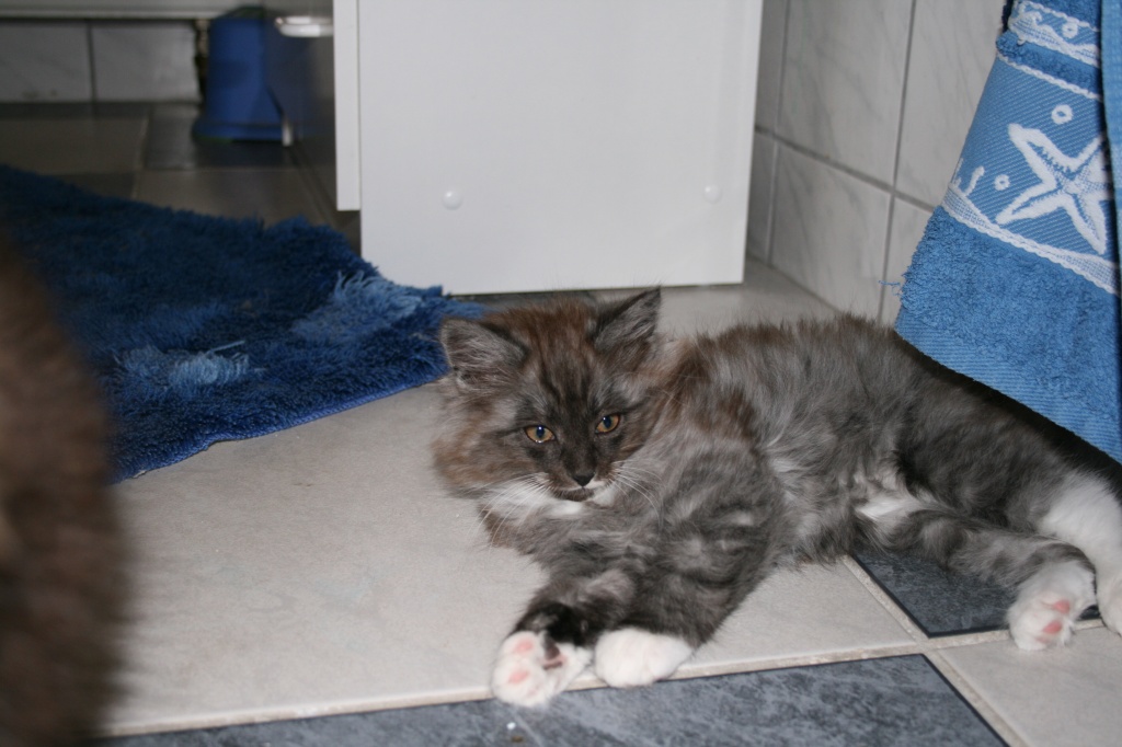 Norwegische Waldkatzenkinder - Norwegische Waldkatze - Dortmund