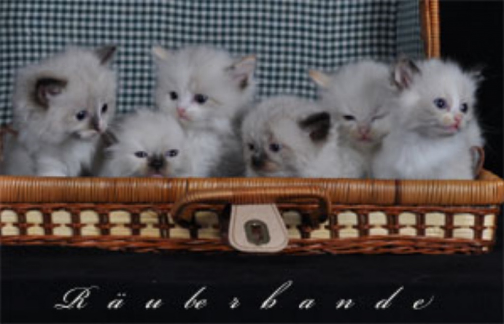 Bezaubernde Ragdollkitten. - Ragdoll - Düsseldorf