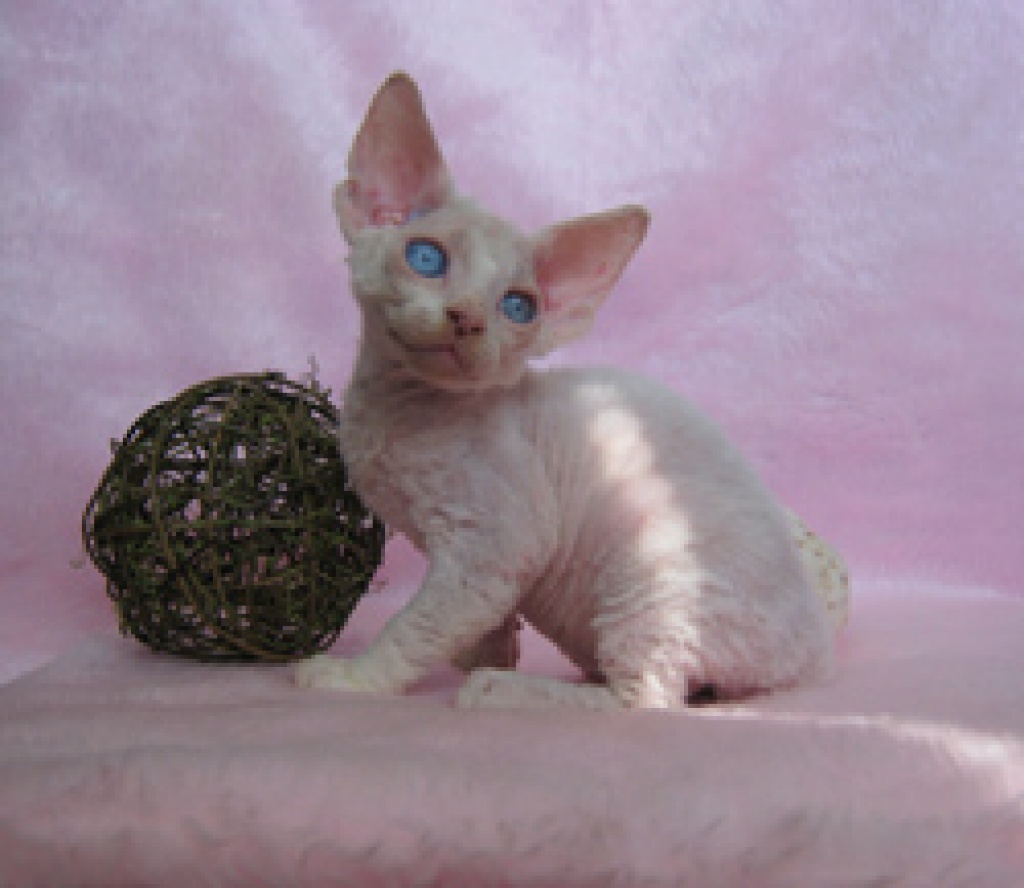 Devon rex mit Stammbaum - Devon Rex - Hustopece