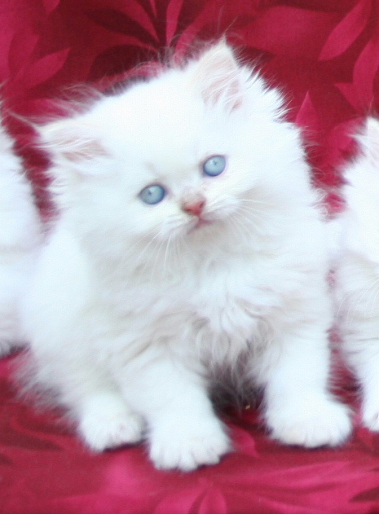 Kätzchen für Verkauf - Perser - Douala