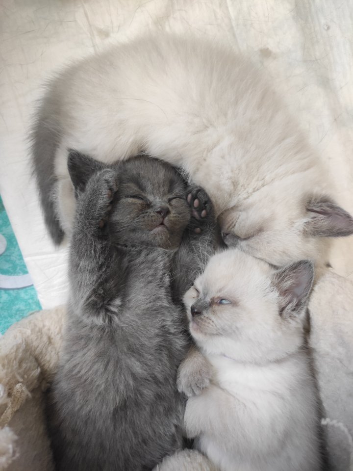 Britisch Kurzhaar Kitten BKH Kitten - British Kurzhaar - Paderborn 