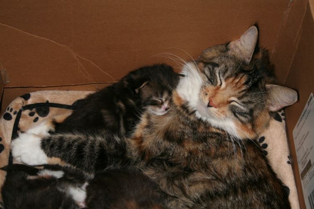 2 süße Maine Coon Kätzchen - Maine Coon - Homberg Efze