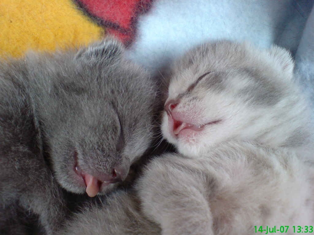 Süße BKH-Bärchen zum Liebhaben - British Kurzhaar - Neuenhaus