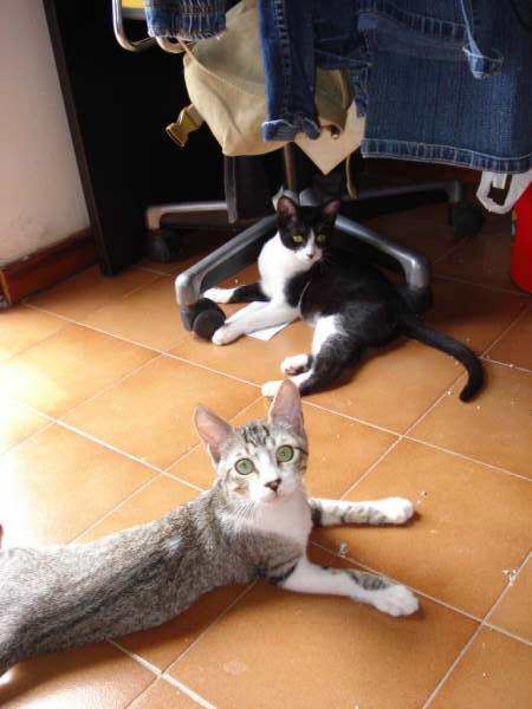 2 Katzenkinder suchen ihr großes Glück! - Hauskatzen - Oberhausen