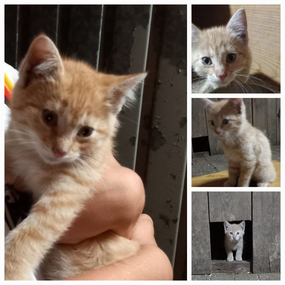 Fuchsige Katzen rot, Hofkatzen - Hauskatzen - Greven