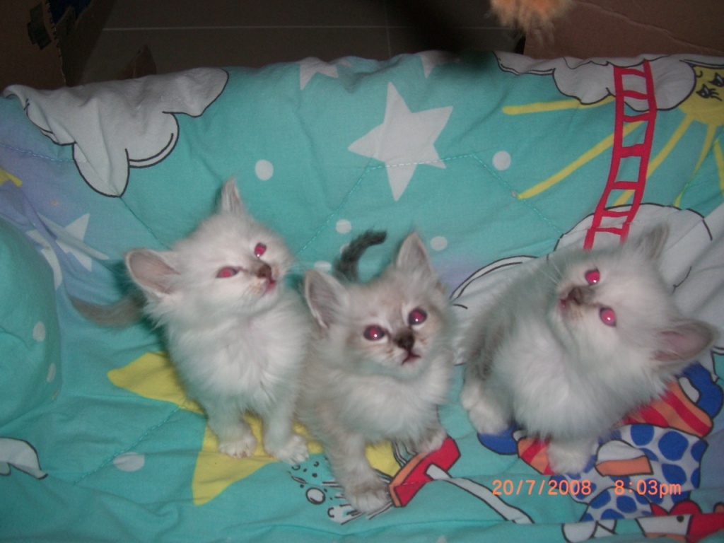 Reinrassige Heilige Birma Kitten * ZUCKERSÜß * und * VERSCHMUST * - Sibirische Katze - Radevormwald