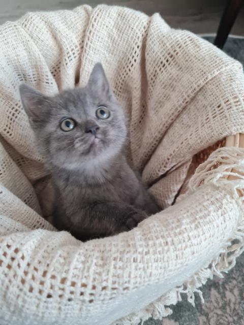 BKH KITTEN/Scottish Fold/Blue Point  - British Kurzhaar - Datteln