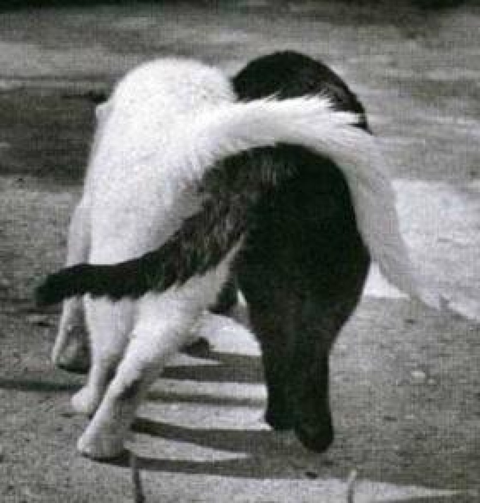 Melli´s mobile Haustierbetreuung - Katzensitter - Kleve