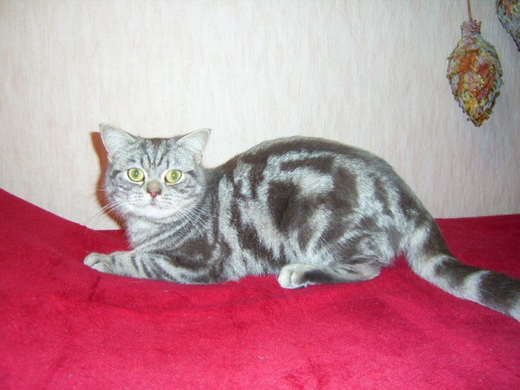 BKH/KARTÄUSER DECKKATER BLUE-SILVER-CLASSIC-TABBY - British Kurzhaar - Neu Ulm