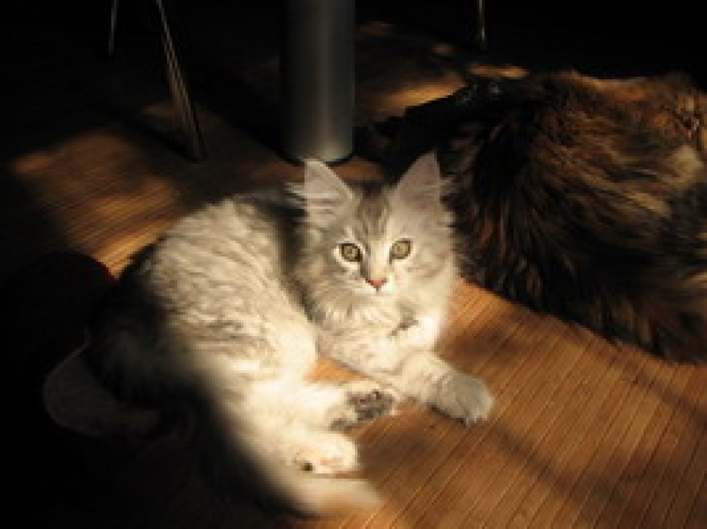 Maine Coon Katze - Maine Coon - Dortmund