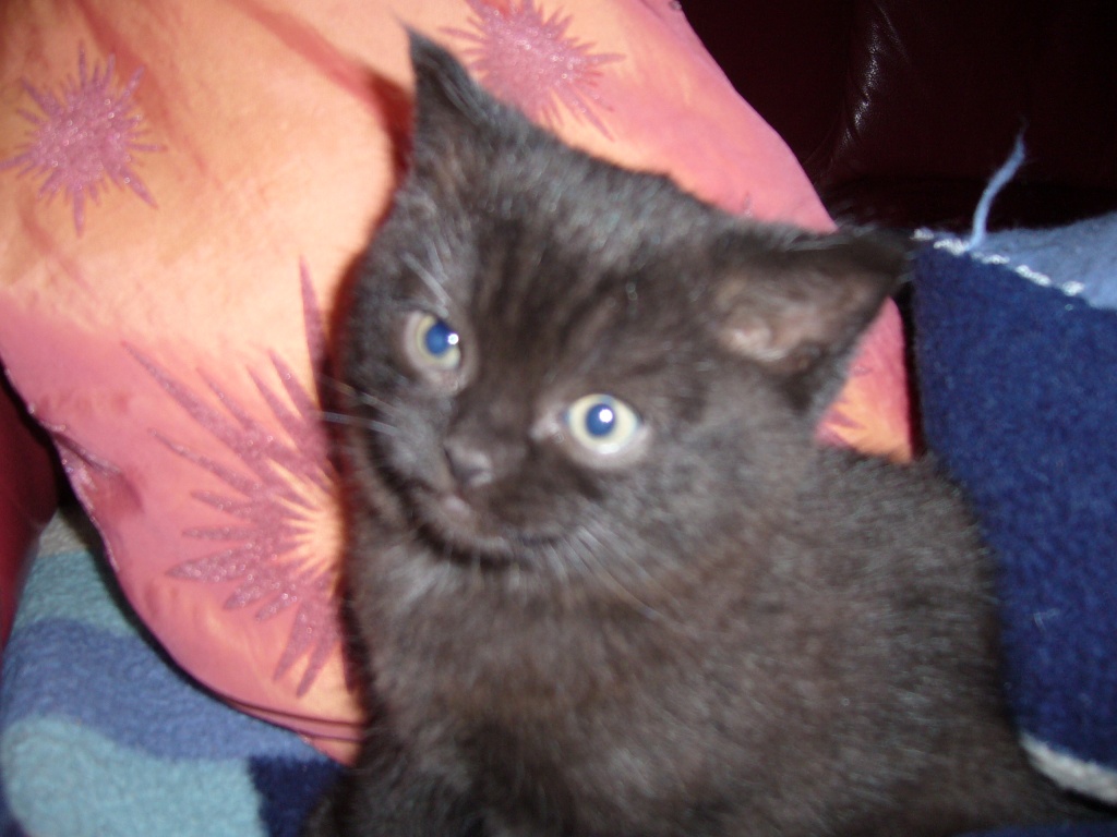 Niedliche BKH und Highlander Kitten - British Kurzhaar - Salzgitter