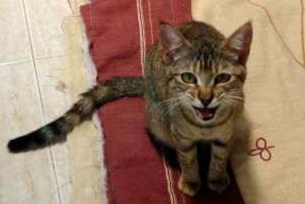 KAtzenkind Marga, heimatlos! - Hauskatzen - Oberhausen