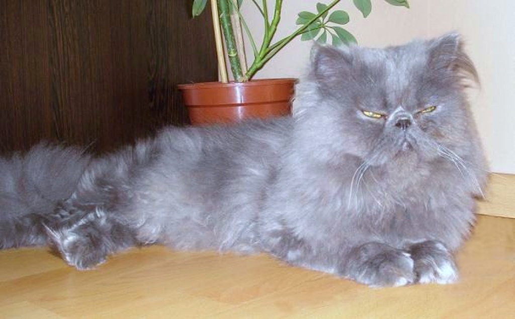 Perser Deckkater in Farbe blau in Hannover - Deckkater - Hannover