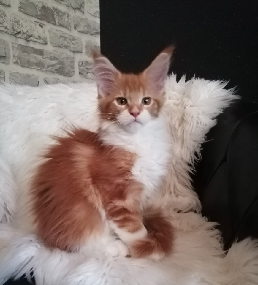 Maine Coon Mädchen mit Stammbaum sucht ab 06.09.2023 .. - Maine Coon - Geestland
