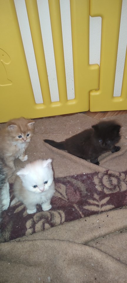 Zuckersüße Main coon/ Perser Kitten - Mischling - Obertaufkirchen
