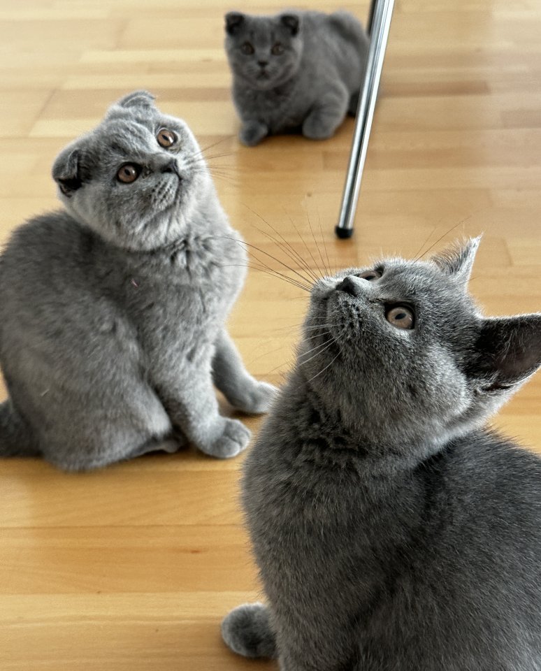Bkh Kitten noch drei Kitten - British Kurzhaar - Neutraubling