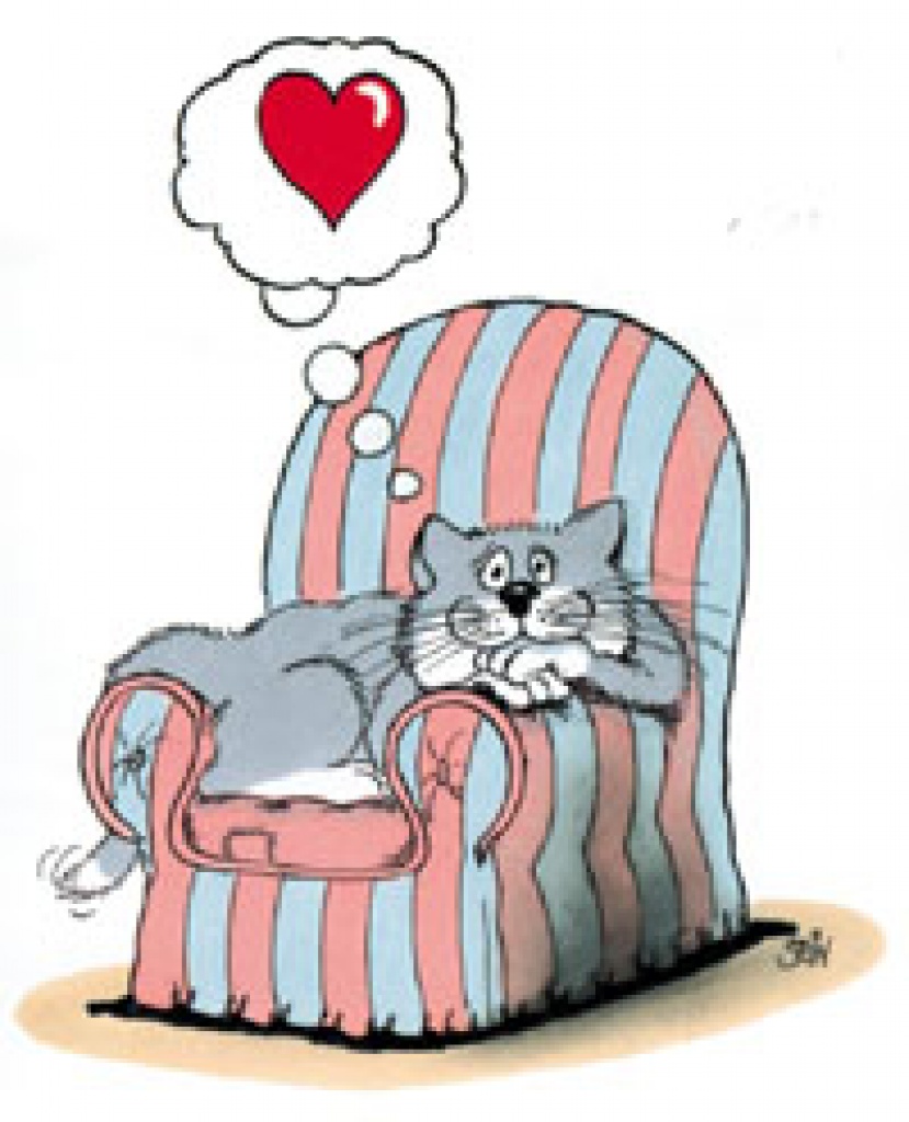 Birmakatze - Birma - 97234