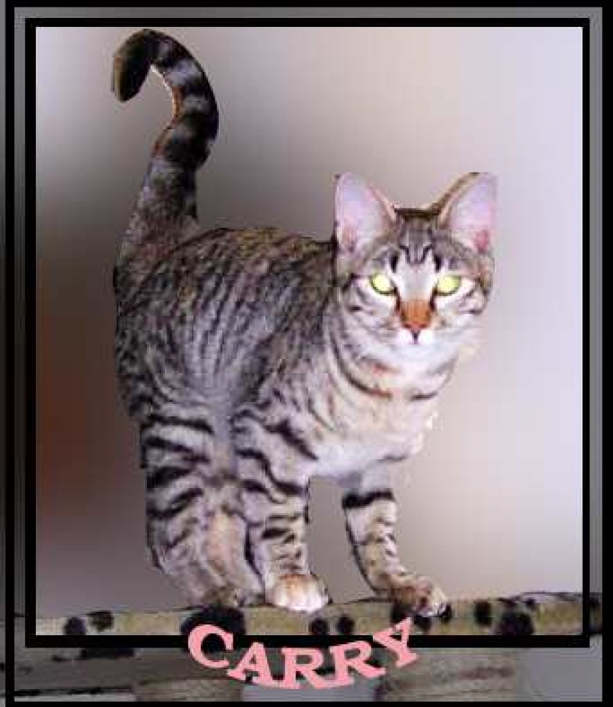 Carry, ….ich bin eine Weichspülkatze!!! - Hauskatzen - Oberhausen