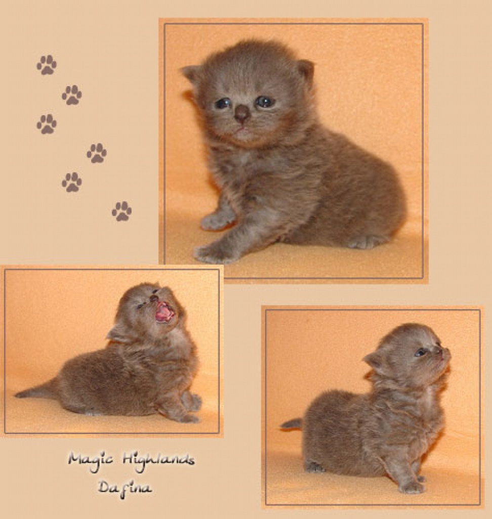 Knuffige Briten im langen Fellkleid! - British Kurzhaar - Hude Oldenburg