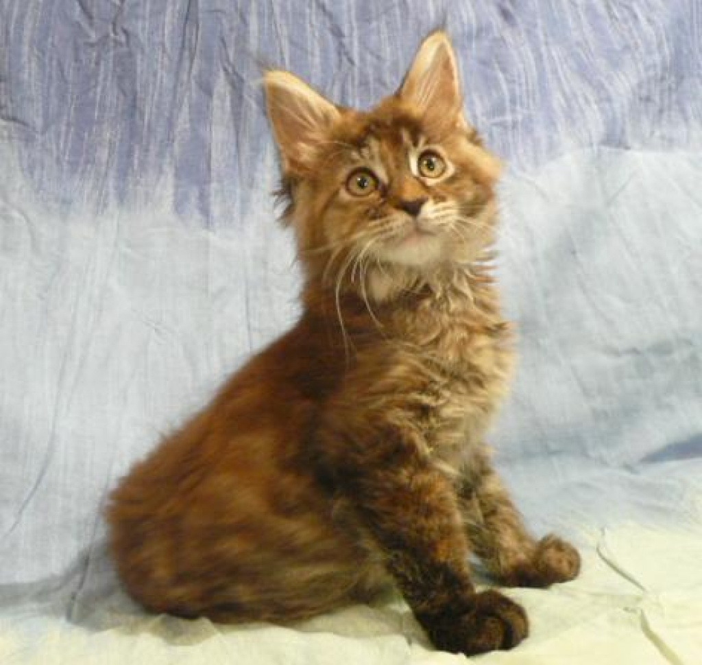MAINE COON Kitten, Coonies - Maine Coon - Altusried