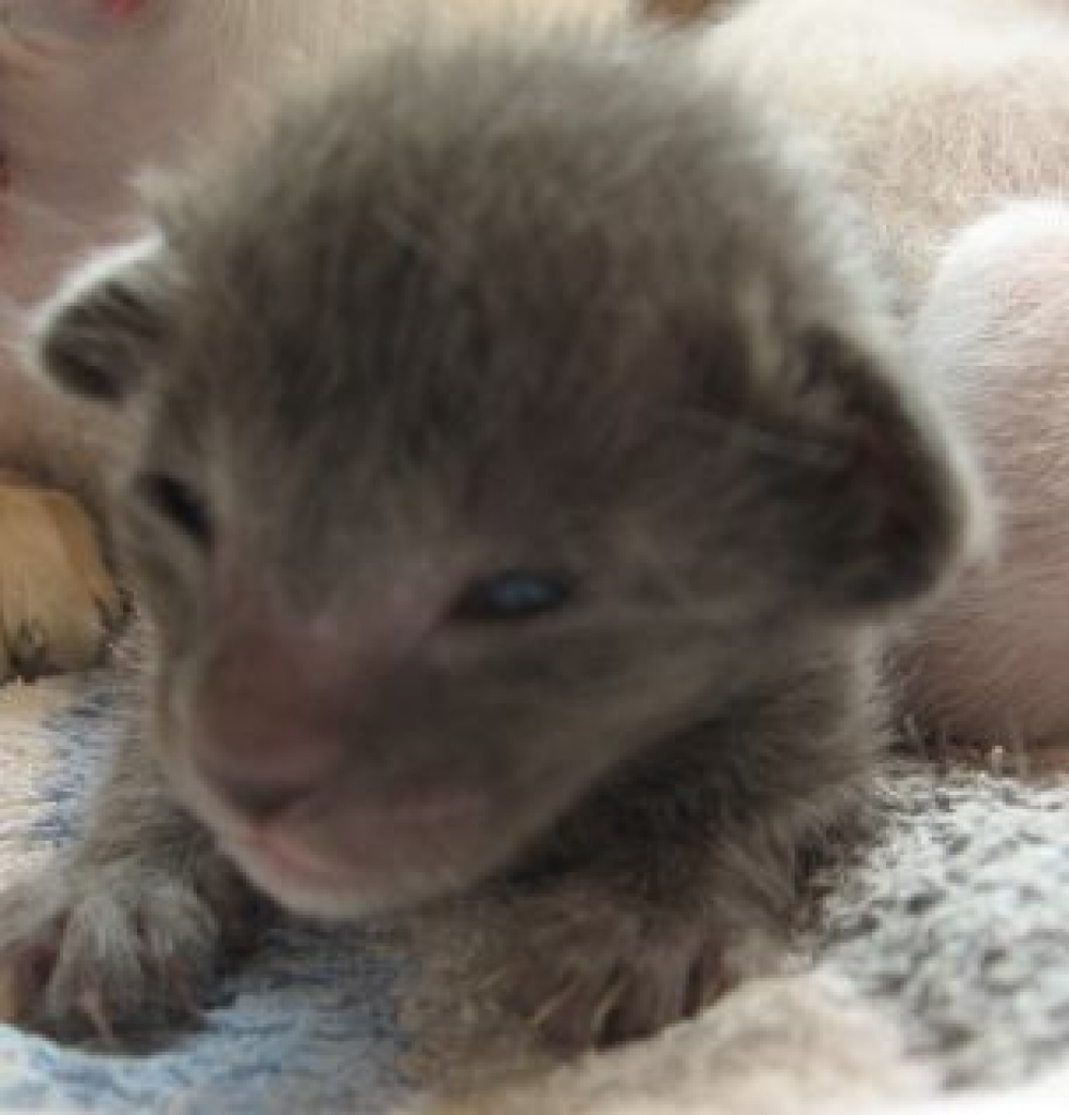 Wir haben Siam-und OKH Kitten - Siam - Hilgermissen