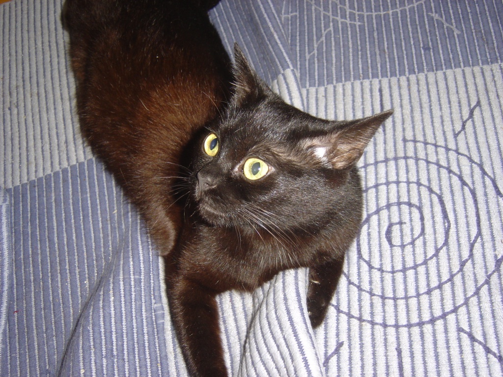Suche Deckkater für meine Hauskatze - Deckkater - Stuttgart