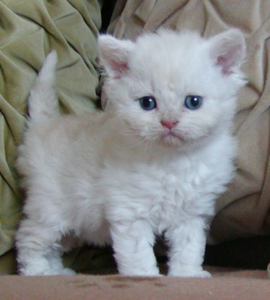 Selkirk Rex Babies abzugeben - Selkirk Rex - Bernsgrün