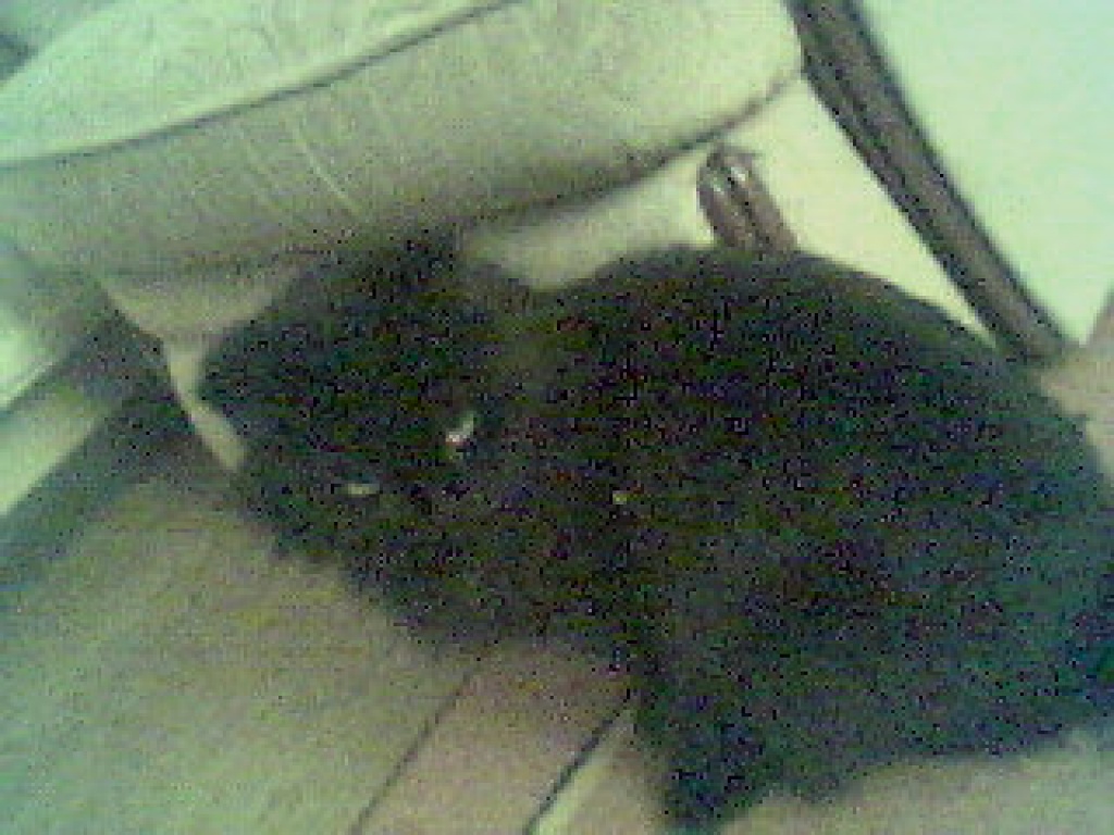 Schwarzer Persermix abzugeben - Perser - Leipzig