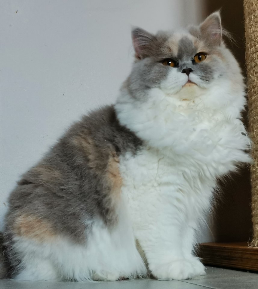 Traumhafte BKH Jung tiere in allerbeste Hände abzugeben - British Kurzhaar - Einbeck