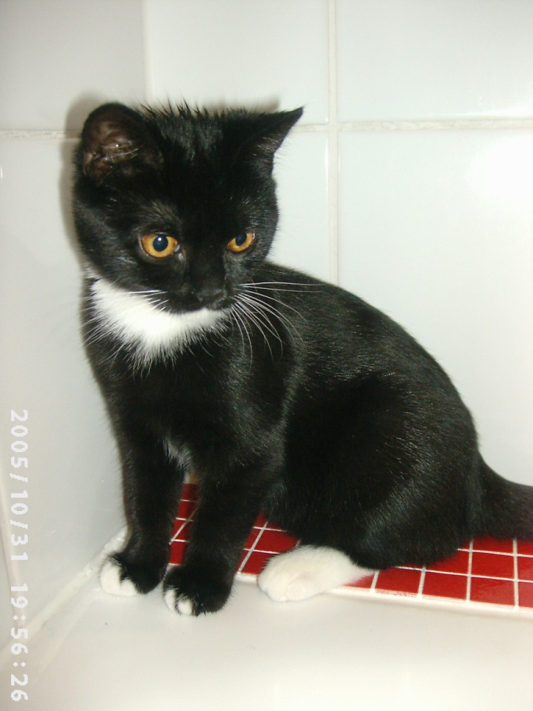 Suche Exotic-Shorthair Mix ähnlich wie Foto - Mischling - Hannover