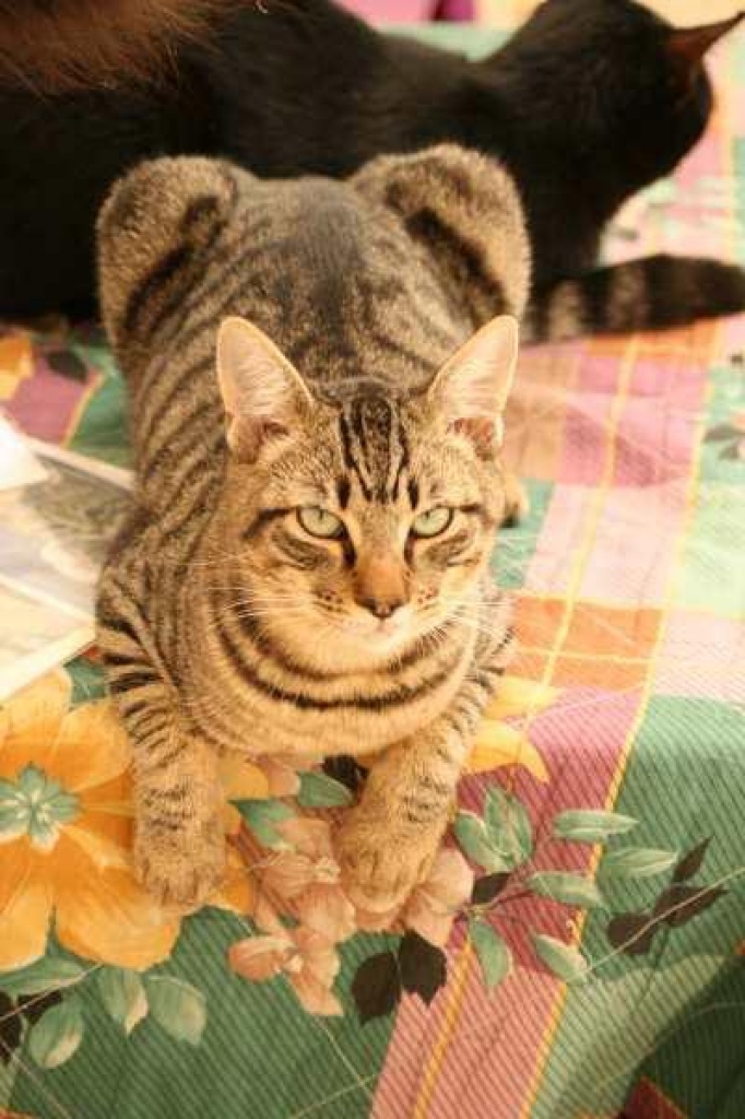 Leon, der absolute Schmusetraum!!! - Hauskatzen - Oberhausen