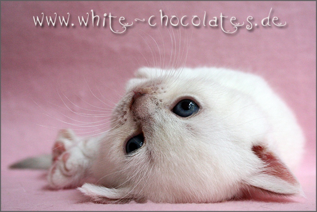 Die zarteste Versuchung seit es Schokolade gibt….unsere BKH Colourpoint Bärchen… - British Kurzhaar - Berlin