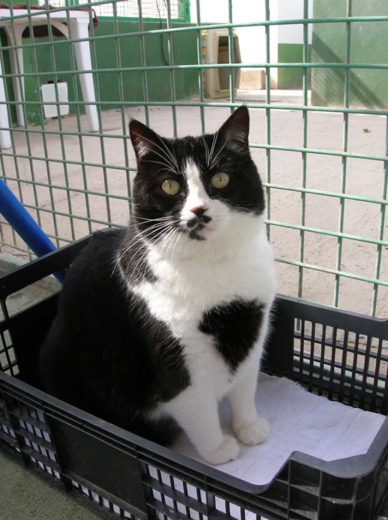 Notfall Yelly-Belly- Wer gibt mir eine Chance??? - Hauskatzen - Oberhausen
