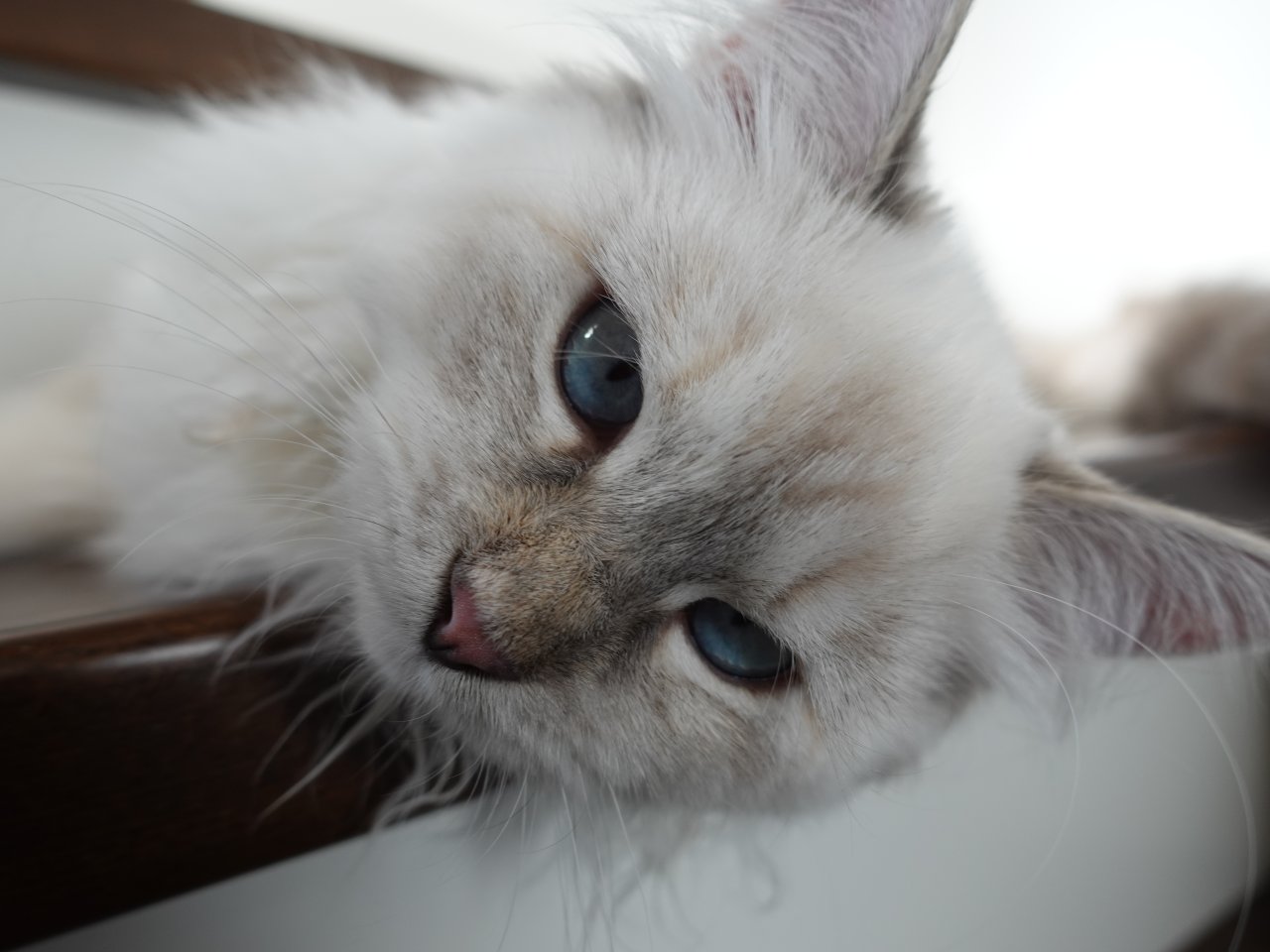 Suche reinrassigen Deckkater mit Papieren, Neva oder Sibirer (NEV / SIB) - Deckkater - Gelsenkirchen